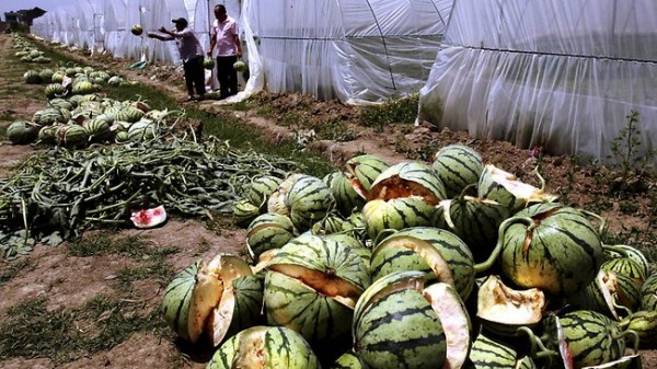 china-exploding-watermelons