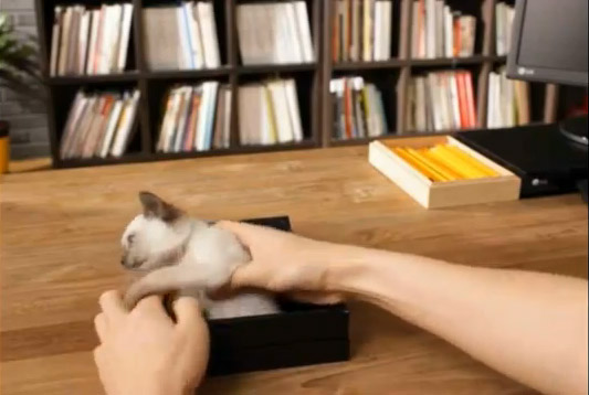 LG-Optimus-Black-unboxing-cat LG-Optimus-Black-unboxing-cat