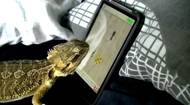 Bearded Dragon playing Ant Crusher