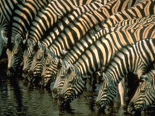 zebras