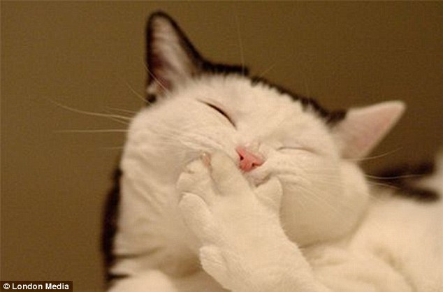 Laughing cat