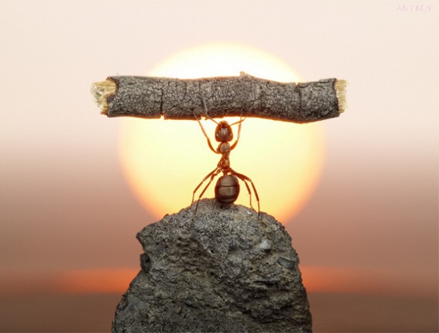 ant-photography-2