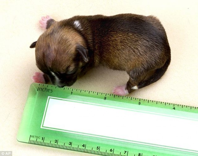 beyonce-puppy-02ruler