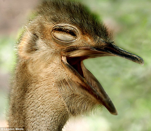 laughing duckling