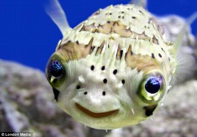 laughing fish