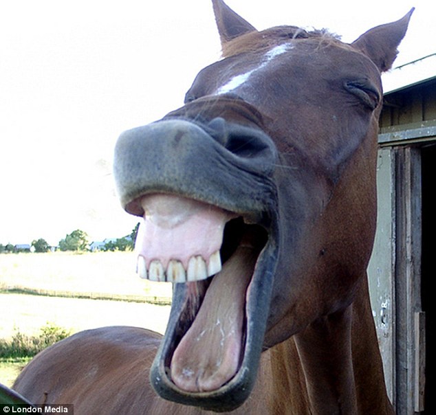 laughing horse