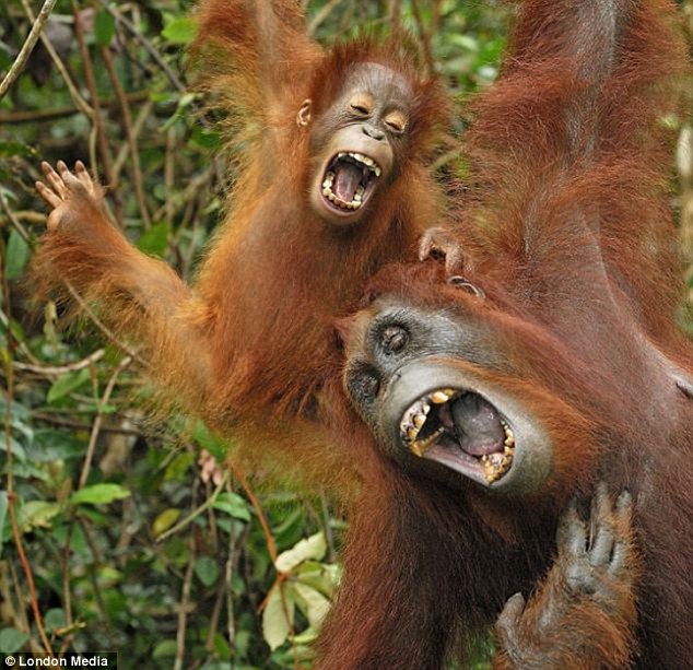 laughing orangutans
