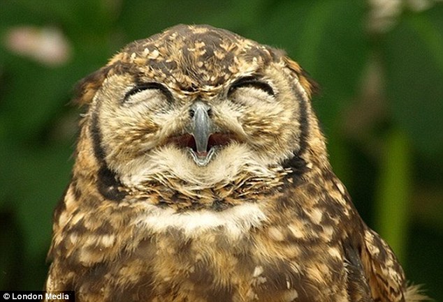laughing owl