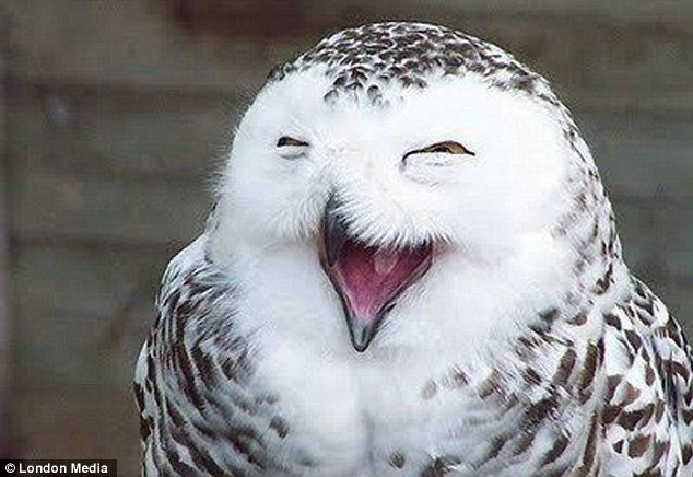 laughting owl2