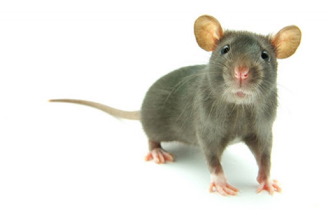 rat