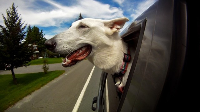 Dogs in Cars