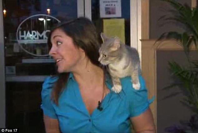 Nicole DiDonato-cat02