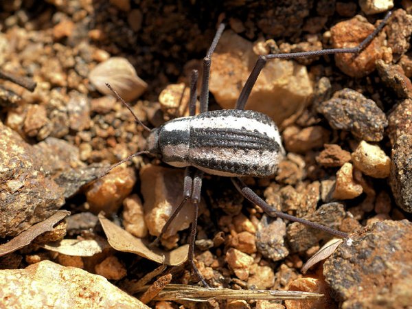 121121-beetle