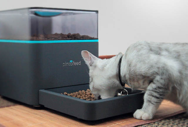 pintofeed2