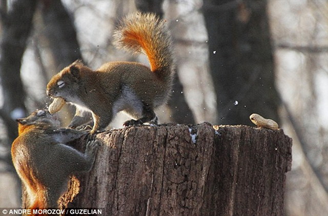 squirrel-battle-2