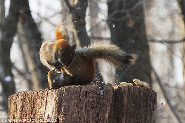 squirrel-battle-3