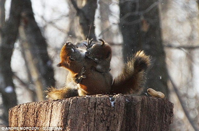 squirrel-battle-4