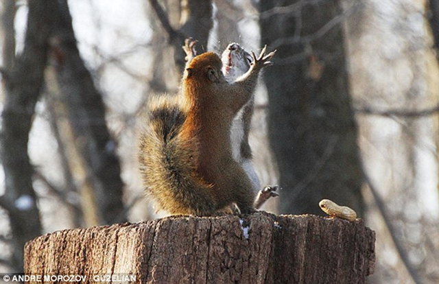 squirrel-battle-5