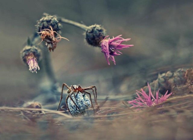 Krasimir Matarov, Bulgaria, Winner, Nature & Wildlife, Open Competition 2013 (2)