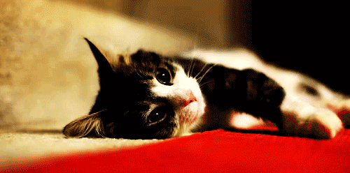 cat_gif_21