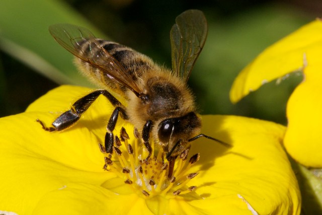 Bee1