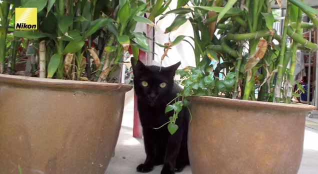 cats 1