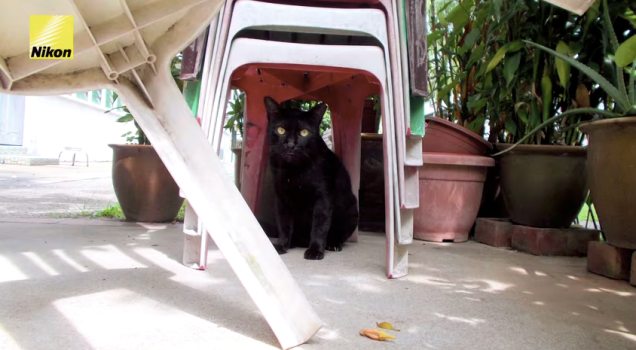 cats 2