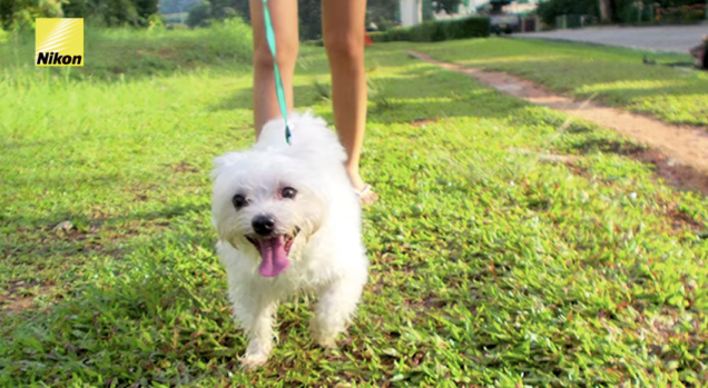 other dogs 3