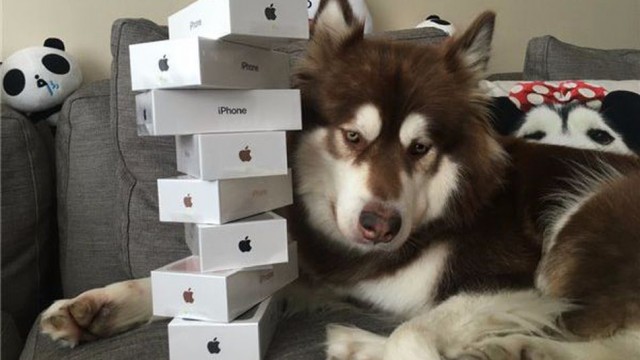 iphone-7-dog