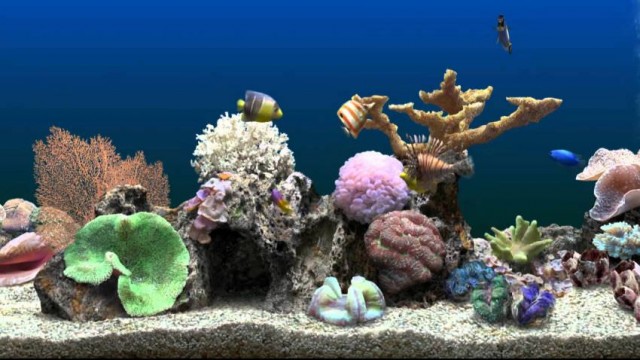fish