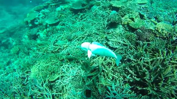 mit-robotic-sofi-fish-3d-printed-parts-future-underwater-observation-4