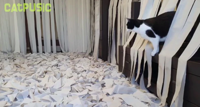 cat-toilet-paper