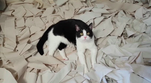 cat-toilet-paper2