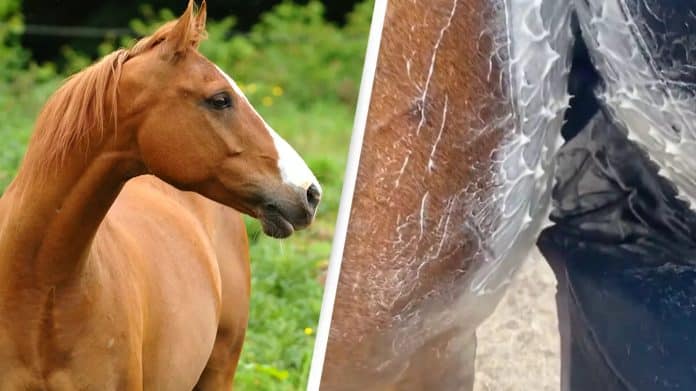 ιδρώτας των αλόγων