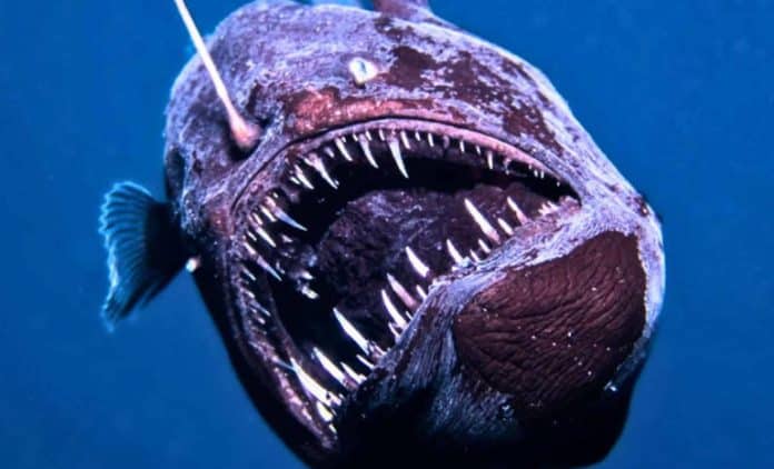 μαύρο διαβολόψαρο